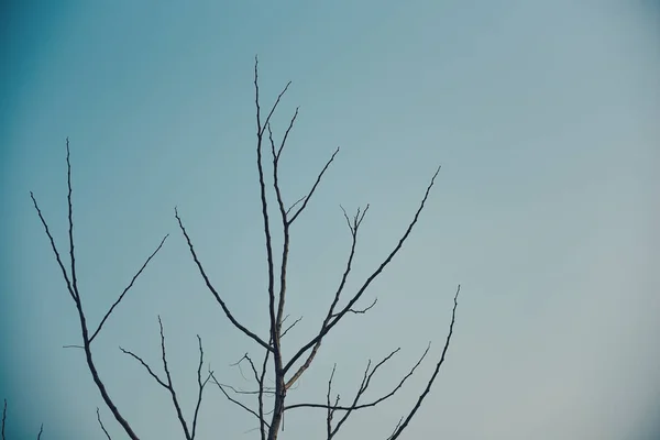 Ramo de árvore no fundo do céu azul . — Fotografia de Stock