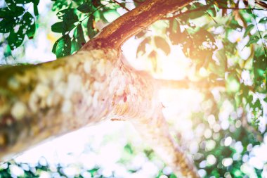 Ormandaki ağaç dalı Güneş ışığıyla birlikte doğa arka planı.