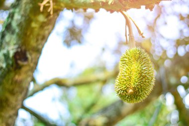 Volkan Durian meyvesi ağaçta taze ve kullanışlı.