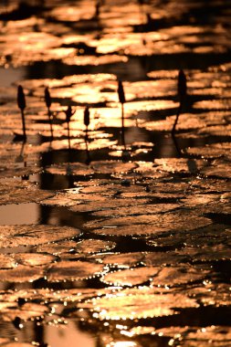 Gün batımını yansıtan güzel nilüfer yaprağı..