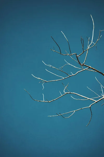 Ramo de árvore no fundo do céu azul . — Fotografia de Stock