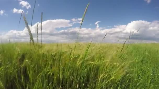 Campo verde e cielo nuvoloso — Video Stock