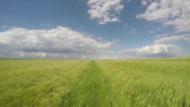 Cloudsand Timelapse зеленому полі — стокове відео