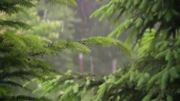Närbild av regn i moutains. Regn i fjällskogen. Långsamma rörelser — Stockvideo