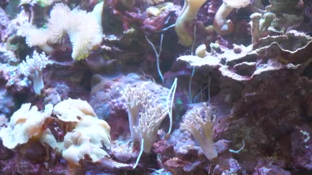 Kolorowe egzotyczne ryby podwodne na tropikalnej rafie koralowej. Egzotyczne tropikalne ryby w błękitnej wodzie akwarium — Wideo stockowe
