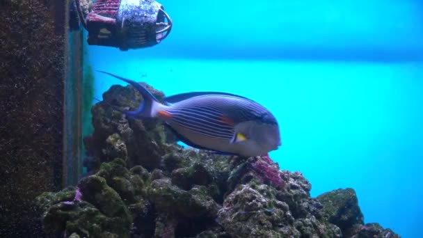 多彩的异国鱼在热带珊瑚礁的水下。 海洋水族馆蓝水中的外来热带鱼类 — 图库视频影像