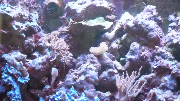 Coloridos peces exóticos bajo el agua en el arrecife de coral tropical. Peces tropicales exóticos en aguas azules del acuario marino — Vídeos de Stock