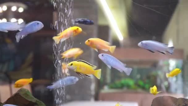 Unterwasser bunte tropische Fische im Aquarium — Stockvideo