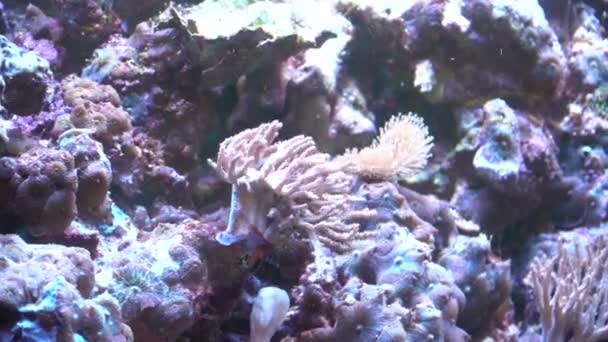 Paisaje marino de arrecife de coral. Hermoso paisaje submarino con corales — Vídeos de Stock