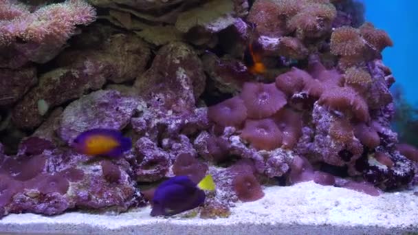 Coloridos peces exóticos bajo el agua en el arrecife de coral tropical. Peces tropicales exóticos en el agua azul del acuario — Vídeos de Stock