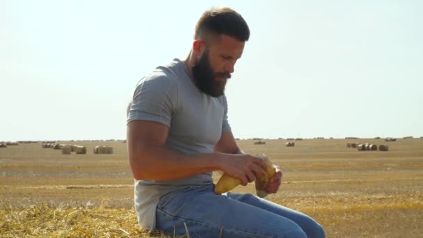 Человек ломает буханку хлеба на пшеничном поле тюками — стоковое видео