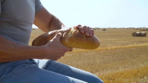 Erkek eli buğday tarlasında balyalarla bir somun ekmek kırar. — Stok video