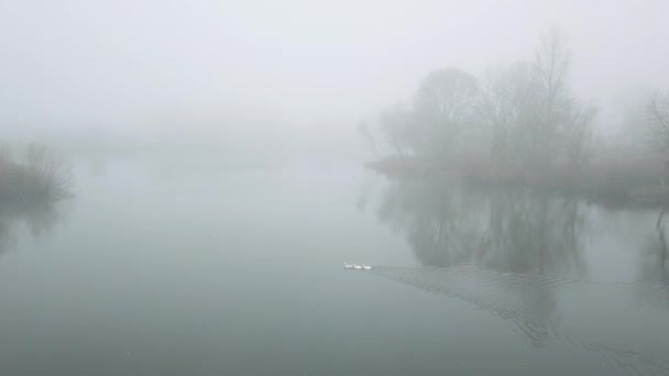 The mysterious lake in the fog. Cinematic footage. Wild birds on the lake — Stockvideo