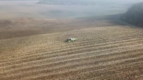 Ostateczne operacje rolnicze kombajnu na polu jesienią. Widok z powietrza na nowoczesną pszenicę łączącą zbiory na polu — Wideo stockowe