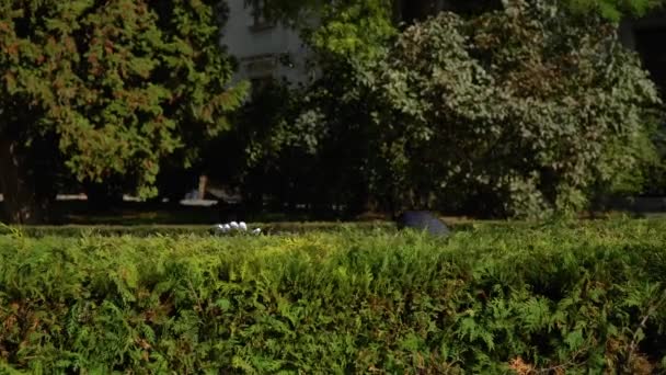 Deux mimes sur le parc cachés derrière des buissons — Video