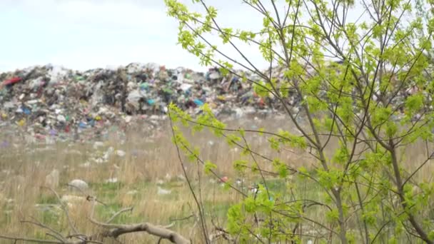 쓰레기 더미의 배경에 녹색 나무가 있습니다. 변두리에 있는 거대 한 쓰레기 더미, 지구 생태계의 재난 — 비디오