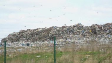 Kuşlar çöpün üzerinde daireler çiziyor. Şehir çöplüğü. Büyük bir Çöp Döküntüsü