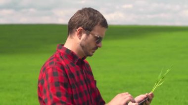 Çiftçi buğday büyümesini inceliyor. Erkeklerin elindeki dijital tablet. Akıllı eko tarım tarım kavramı hasat ediliyor
