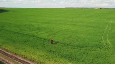 Çiftçi buğday büyümesini inceliyor. Taze yeşil buğday tarlası. Erkeklerin elindeki dijital tablet. Hava dikey görünümü