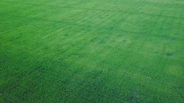 Tarlaların, soya fasulyesinin, buğdayın, mısırın havadan görünüşü. Tarım gıda üretimi. Yukarıdan plantasyon, üst görünüm ekin çizgileri dokusu