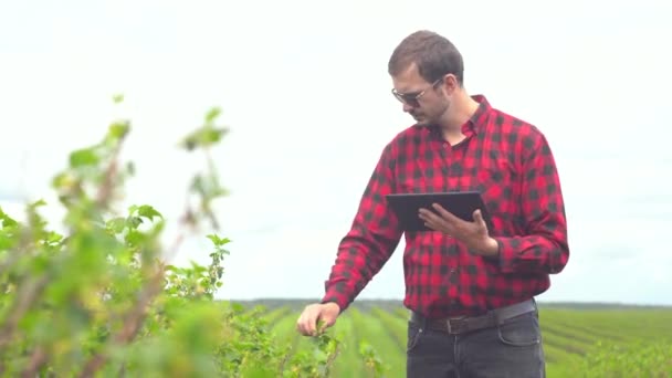 農家はお茶の成長を検査します。茶畑に立つ農家 — ストック動画