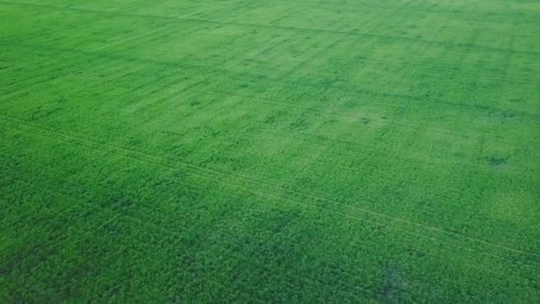 Luchtfoto van velden, soja, tarwe, maïs. Landbouw voedselproductie. Plantage van bovenaf, bovenaanzicht gewas lijnen textuur — Stockvideo