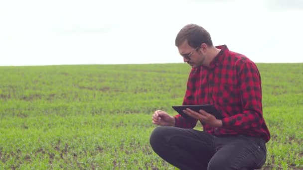 Boer inspecteert erwten groei. Vers groen erwtenveld — Stockvideo