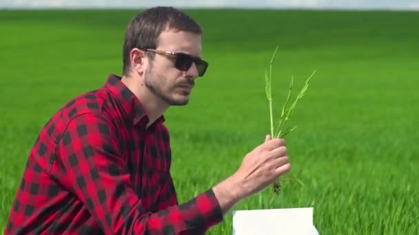 Genç çiftçi tarımın buğday tarlasının bütünlüğünü kontrol ediyor. Akıllı eko tarım tarım kavramı hasat ediliyor — Stok video