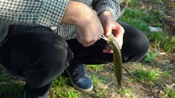 Fischerhände lassen gerade gefangenen Hecht gehen — Stockvideo