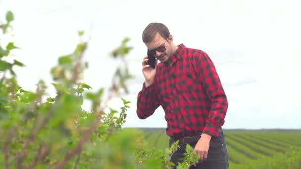 Landwirt kontrolliert das Wachstum von Johannisbeeren und telefoniert — Stockvideo