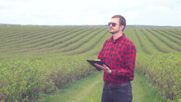 Rolnik kontroluje wzrost krzewów. Rolnik stojący na polu herbaty — Wideo stockowe