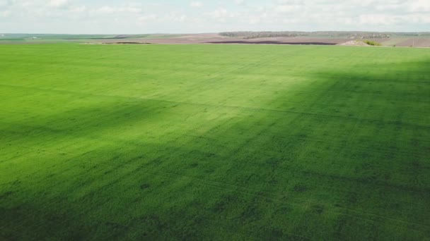 Αεροφωτογραφία βιομηχανικές καλλιέργειες χωράφια που καλλιεργούν φρέσκα προϊόντα υπαίθρια κάτω από τον γαλάζιο ουρανό αγροτική γεωργία υπαίθρου — Αρχείο Βίντεο