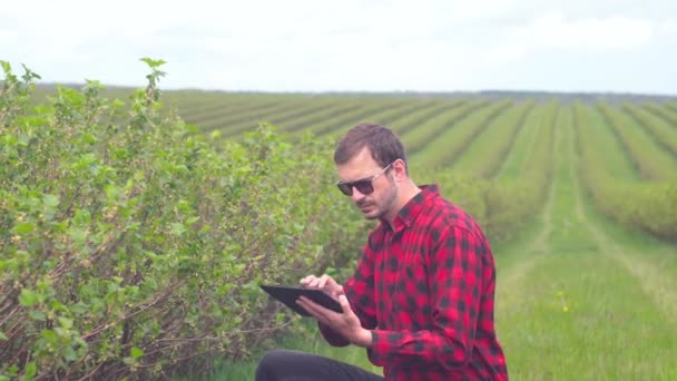 Agricoltore ispeziona la crescita del ribes con tablet. Agricoltore in piedi nel campo da tè — Video Stock