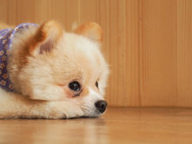 Pomeranian köpek sahibi için bekliyor