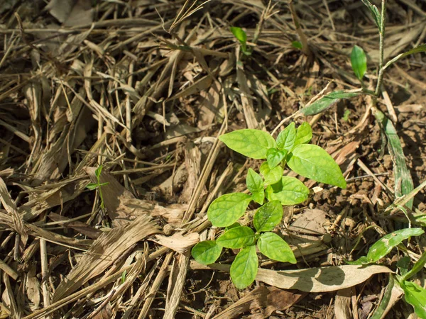 Pequeños árboles que crecen en la hierba podrida se centran en los árboles —  Fotos de Stock