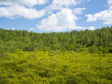 Yeşil ve sarı küçük ağaçlar bulanık önalan ile manzara
