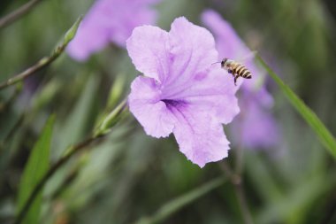 Çiçekler, arıya bulmak tatlı, Bahar
