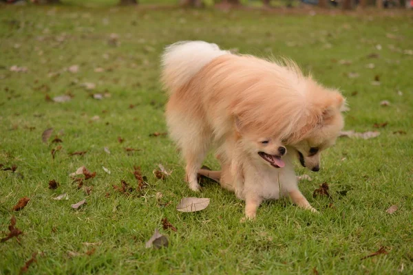 Dos títeres adorables están jugando juntos en el césped, eso es lindo y adorable . — Foto de Stock