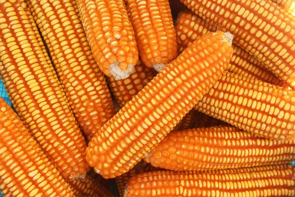 Кучи Кукурузы Фон Вид Сверху — стоковое фото