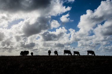 İnekler ile günbatımı
