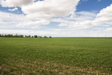 Toledo (İspanya, düz çayır)
