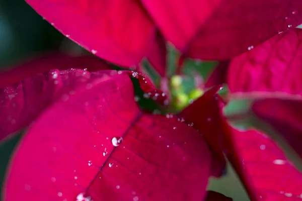 Makró Vízcseppeken Egy Poinsettián Vagy Karácsonyi Virágon — Stock Fotó