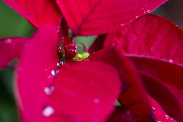 Makro Kropelkach Wody Poinsettii Lub Bożonarodzeniowym Kwiecie — Zdjęcie stockowe