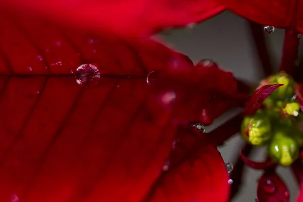 Макро Капельках Воды Пуансетии Рождественском Цветке — стоковое фото
