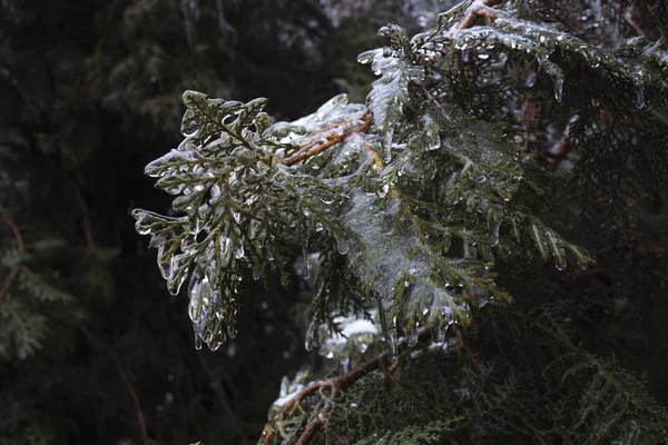 Zmrzlé Přírodní Vánoční Stromeček Ledu — Stock fotografie