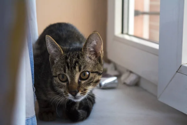 Macro Gato Tabby — Foto de Stock