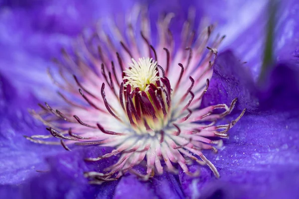 Красивий Макрос Фіолетовому Клематисі — стокове фото