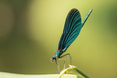 yusufçuk yaban hayatı açık