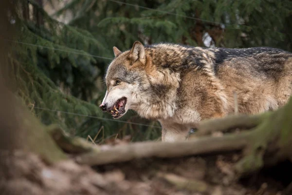 Grijs bruin wolf — Stockfoto