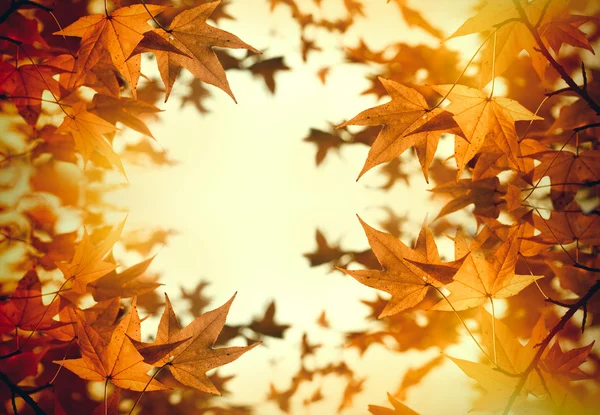 Herbstlaub - Blätter — Stockfoto
